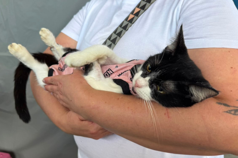 Cordeiros recebe mutirão de castração nesta segunda (24) e atende 200 pets em um dia só; Barra do Rio, São João e Maruí vêm em seguida