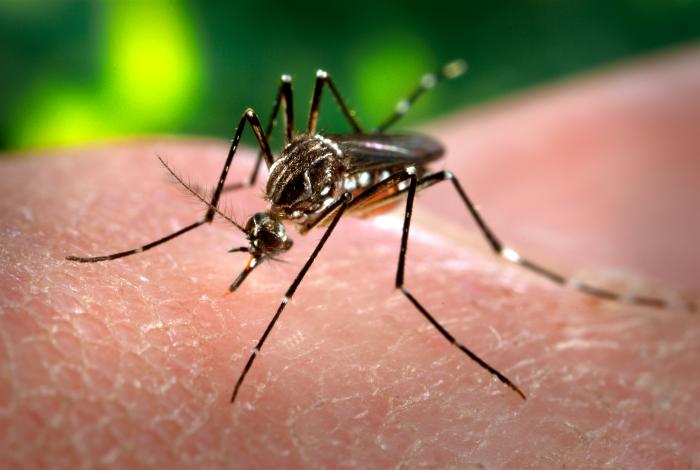 Itajaí prepara a soltura dos “mosquitos do bem”: método Wolbachia começa em quatro bairros entre o fim de agosto e o começo de setembro