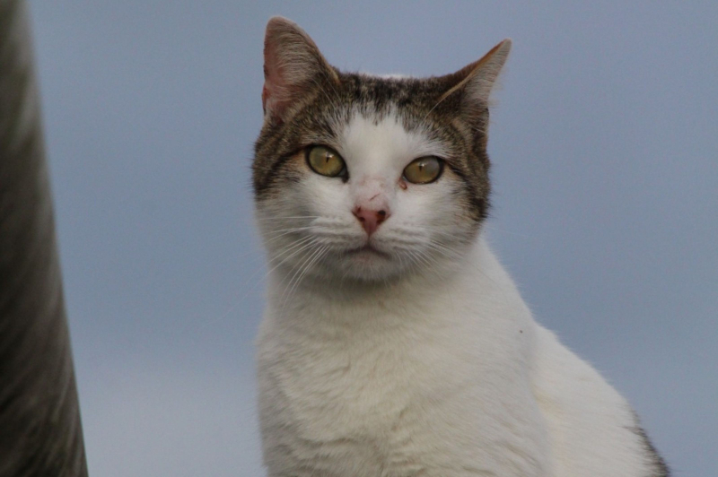 Imaruí recebe mutirão de castração de cães e gatos na terça (8) a partir das 8h; cadastro segue aberto pelo WhatsApp